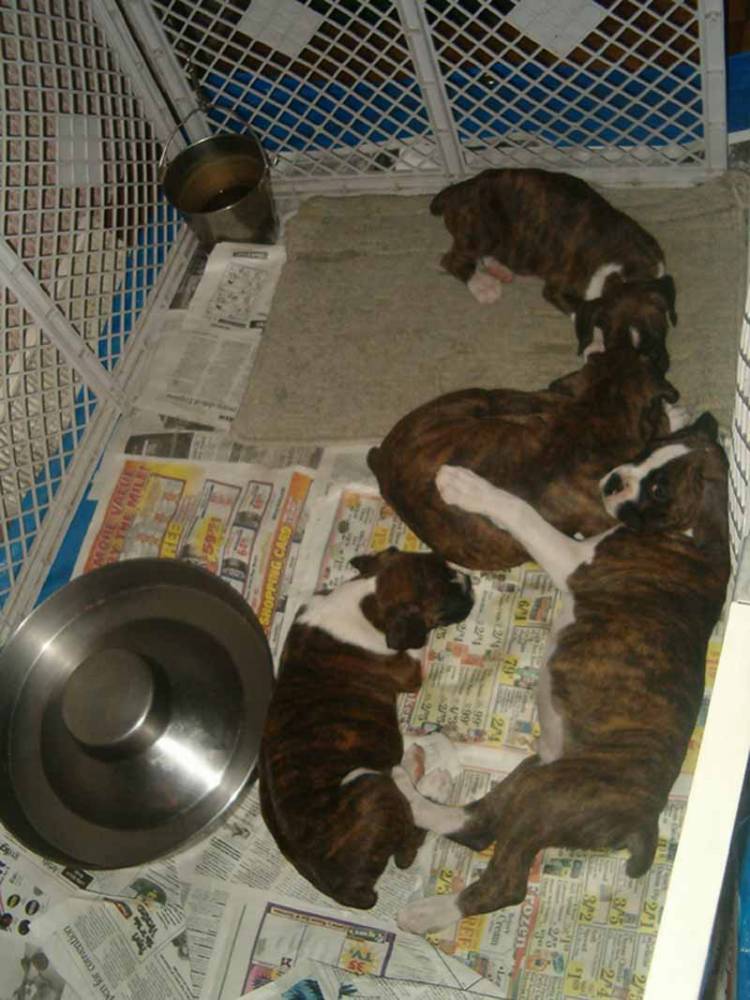 Sleeping Cuties