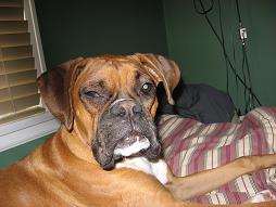 Sleeping Dex