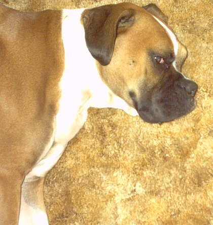 Sleeping dog lie