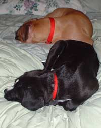 sleeping dogs