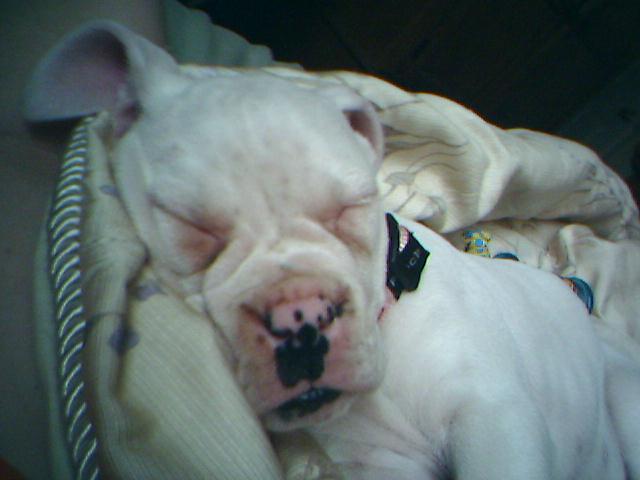 Sleeping Ellie