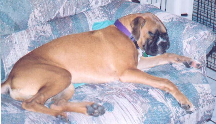 sleeping hard...it's hard being a boxer