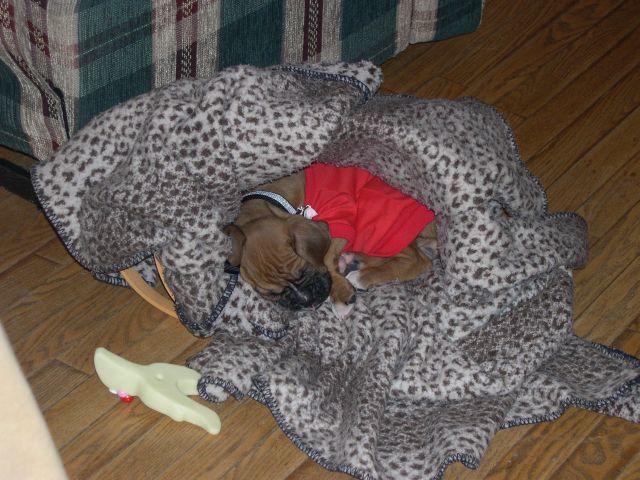 Sleeping in Basket