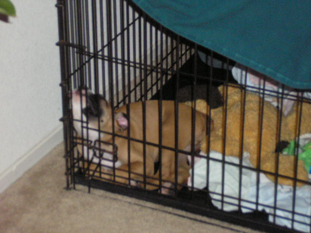 Sleeping in Crate