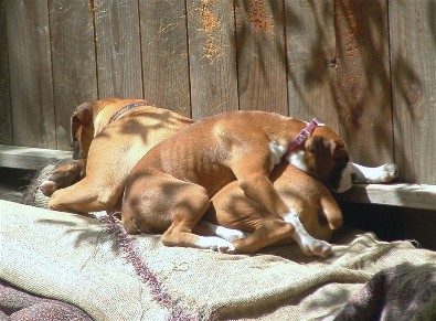 Sleeping int he back yard