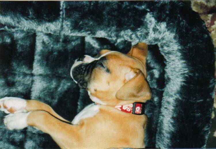 Sleeping Lily