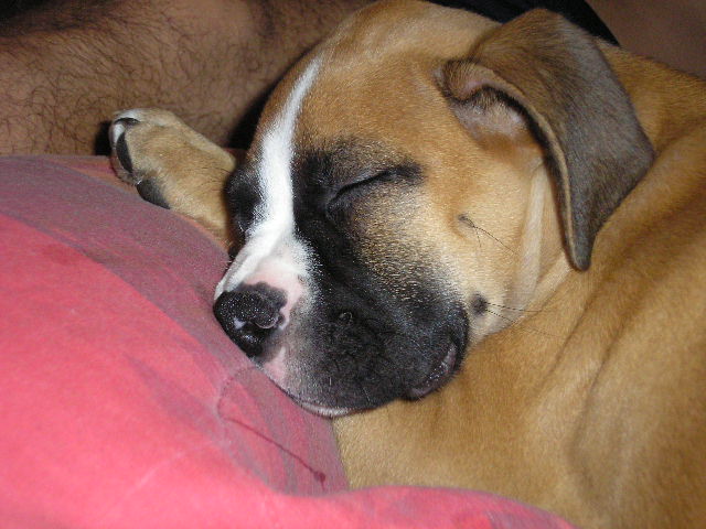 Sleeping Love