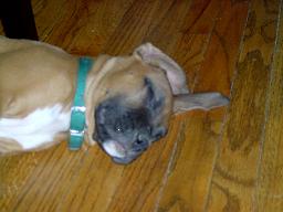 Sleeping Marley--10 weeks
