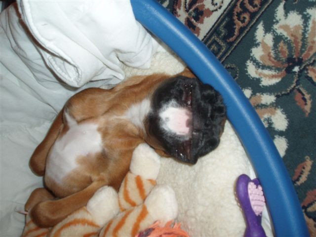 sleeping not laughing!!!