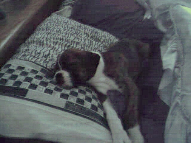 Sleeping on and under pillows- my favorite!