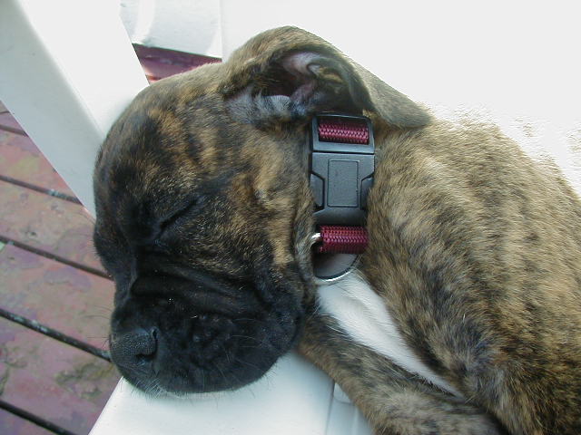 Sleeping Prince