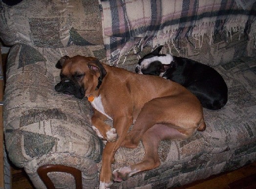 Sleeping puppies