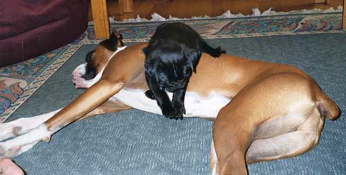 Sleeping Sampson and mischievous pup