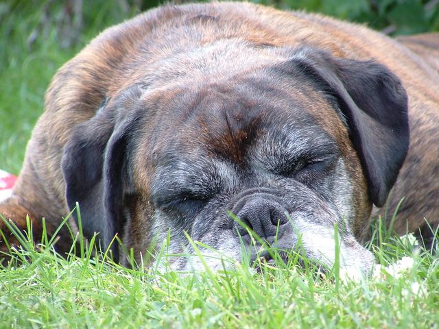 Sleeping Sophie