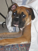 Sleeping under the bed