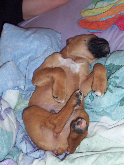 Sleeping Upside Down