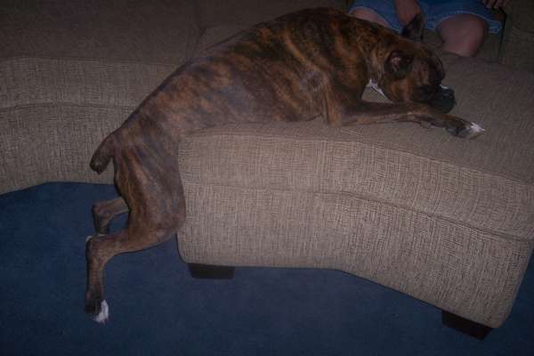 Sleeping while Standing