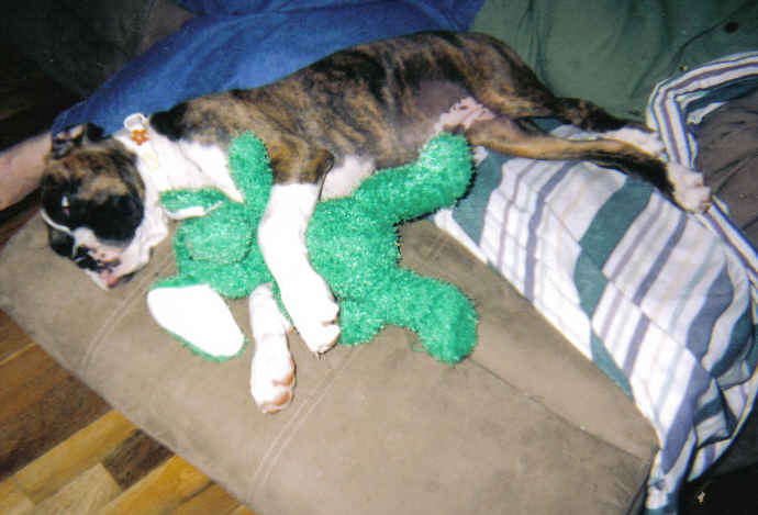 sleeping with elephant