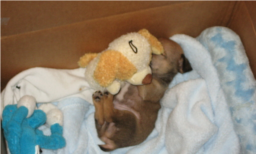 Sleeping with his buddy