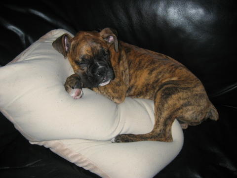 sleeping with his pillow