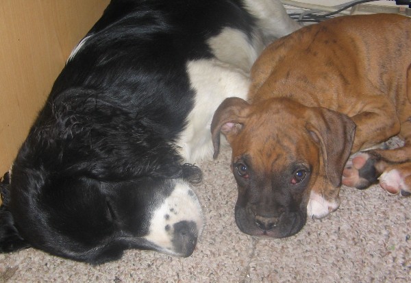 Sleeping with Nellie under the computer desk.