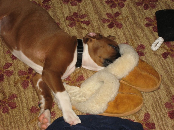 Sleeping with nose in slipper