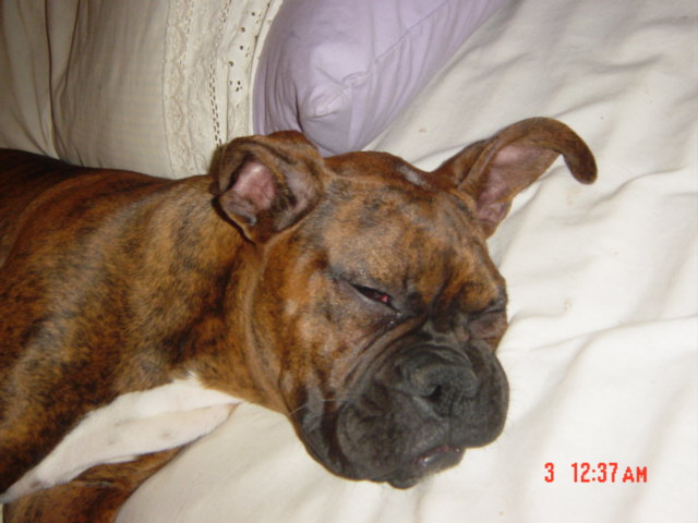 Sleeping with one ear open