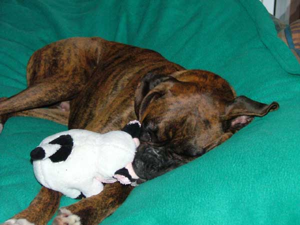 Sleeping with the Moo Cow