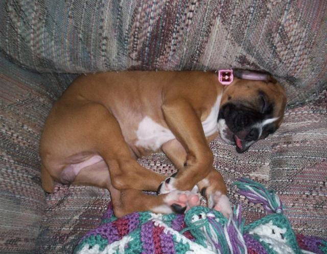 Sleeping with the tongue out