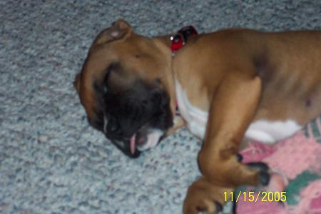 Sleeping with tongue out
