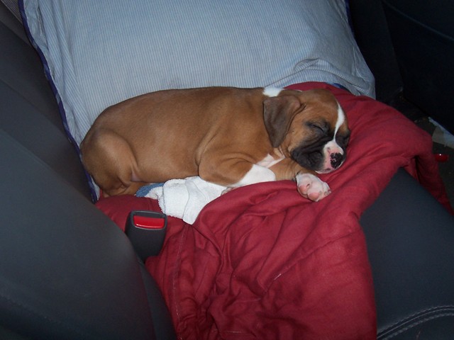 sleeping_beauty