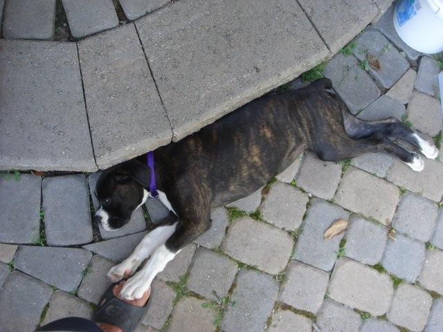 Sleeping_dog
