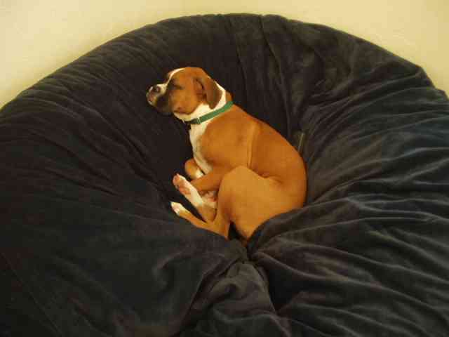 Sleeping_in_the_Luv_Sac