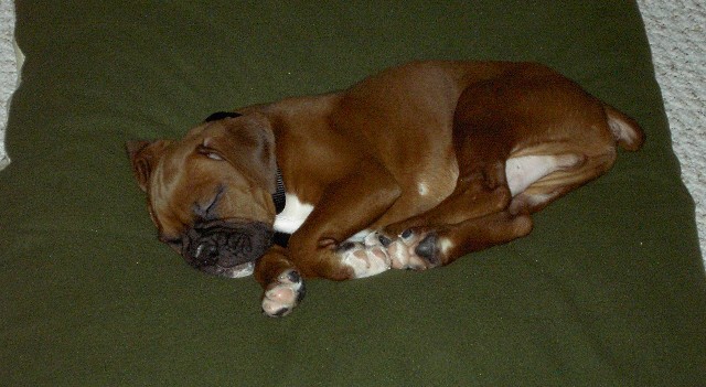 sleepingbanks8wk