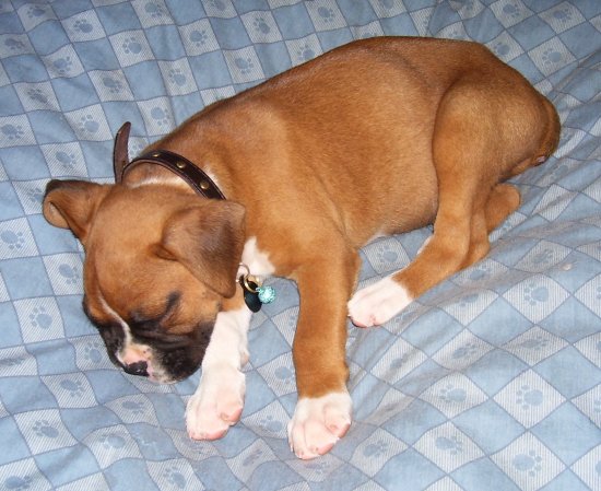 sleepingBo