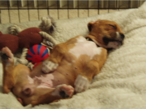 sleepingcomfy