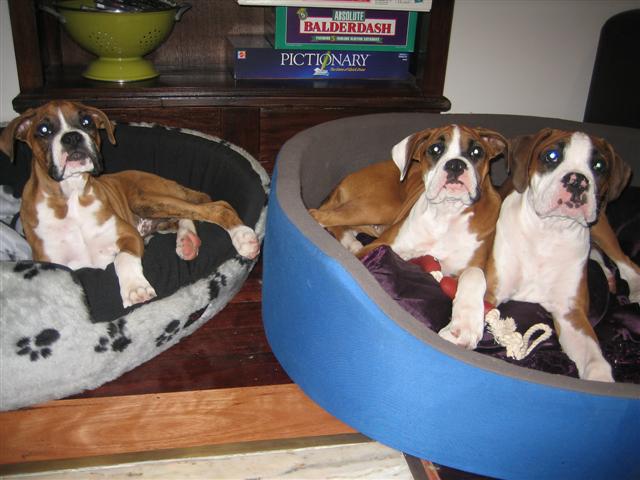 Sleepover's with their mate Mambo