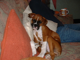 Sleepy Amber
