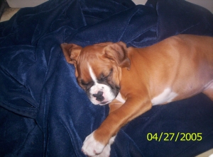 sleepy ares