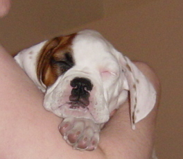 Sleepy baby