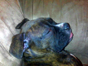 Sleepy Baylee