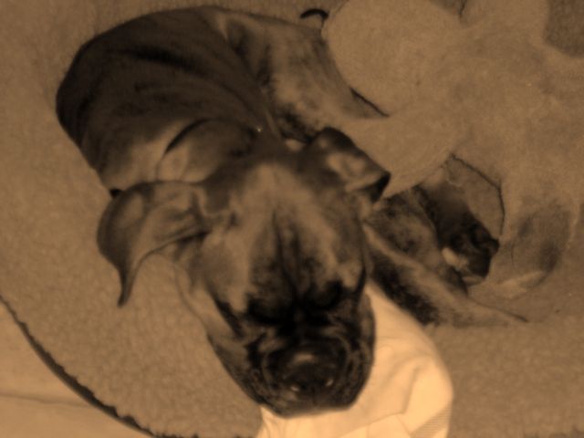 sleepy bella