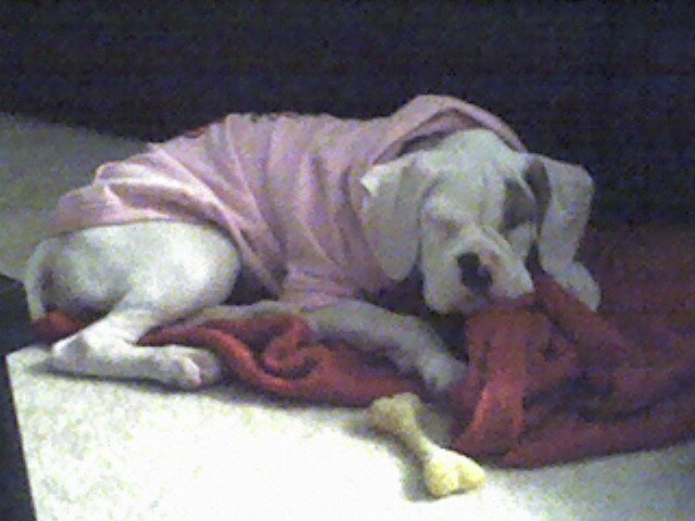 Sleepy Belle