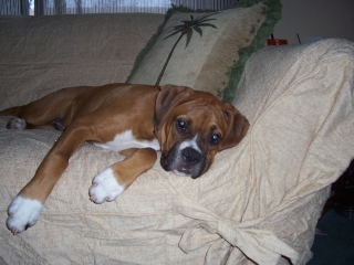 Sleepy Boxer