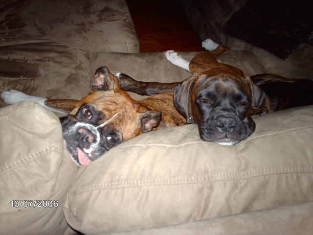 Sleepy Boxers