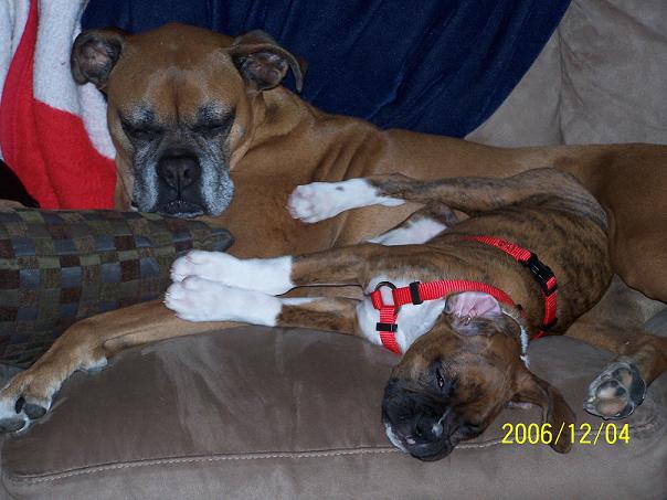 sleepy boxers