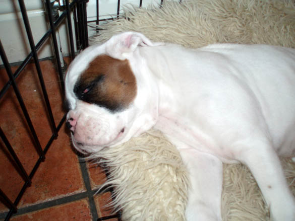 Sleepy boy! 10 weeks.