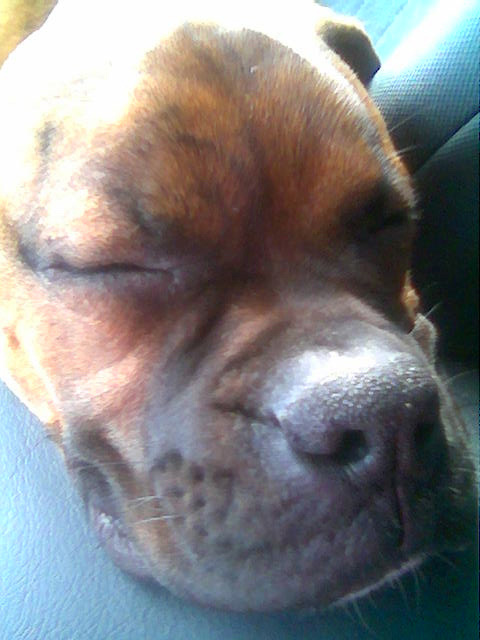 Sleepy Boy Rex