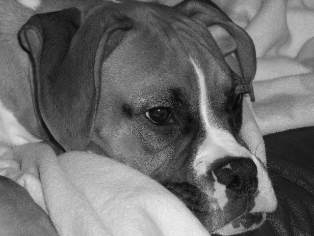 Sleepy Boy