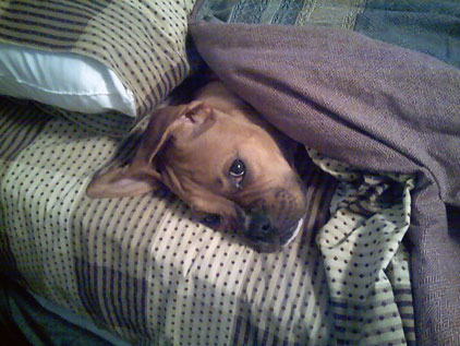 Sleepy Boy